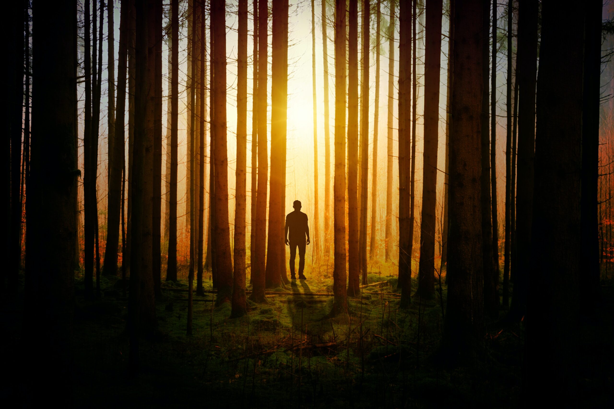 Luce del sole tra gli alberi