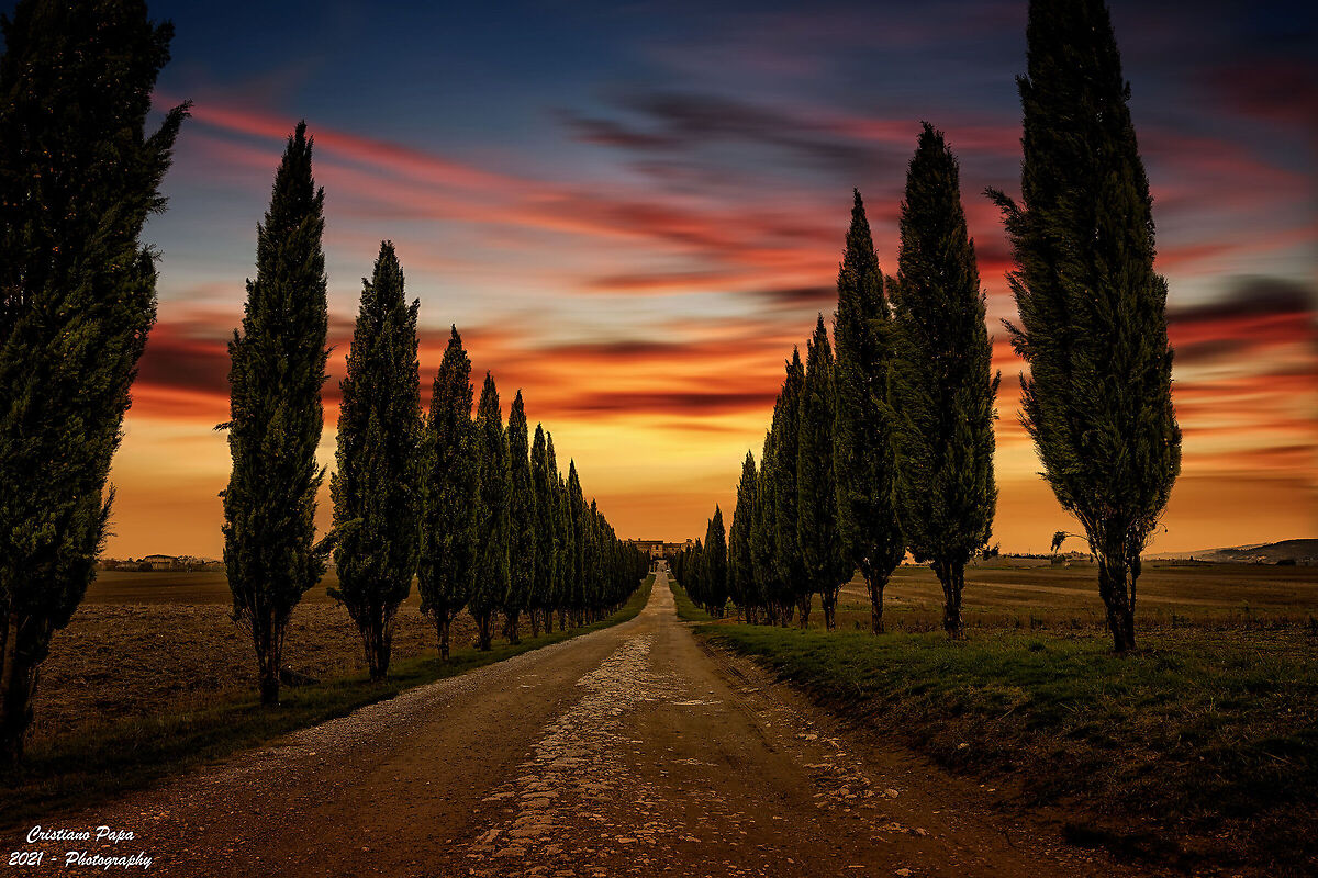 Viale di cipressi al tramonto